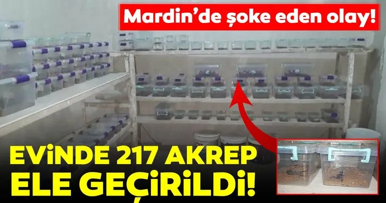Mardin’de şoke eden olay! Evinde 217 akrep ele geçirildi