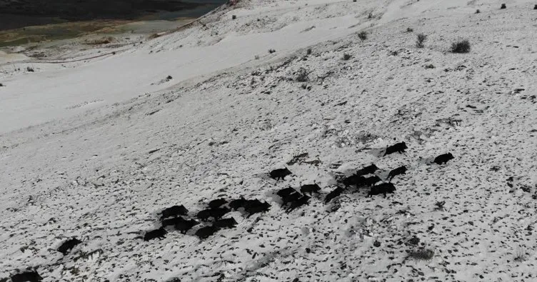 Elazığ’da domuz sürüsünün kaçışları drone ile böyle görüntülendi