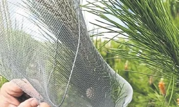 Çam fıstığı seferberliği