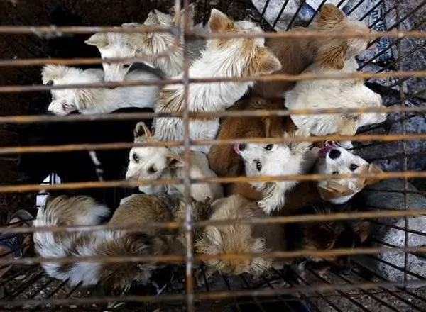 Tüm tepkilere rağmen 'köpek yeme festivali' başladı