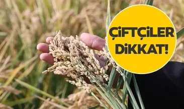 127 tonluk tohum dağıtılacak!
