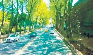 Kesim izni bile almadılar