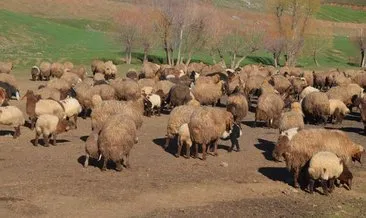 Muş'ta koyun ve kuzuların renkli buluşması görüntülendi #mus