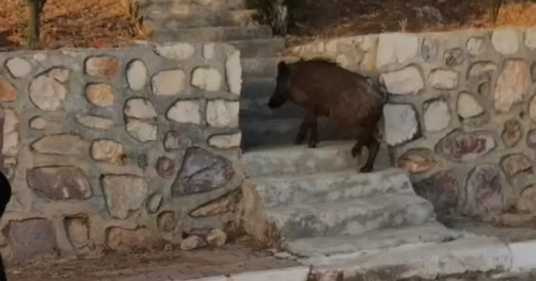 Site sakinleri yaban domuzunu evcilleştirdi