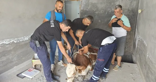Nusaybin’de bodrum kata düşen inek kurtarıldı