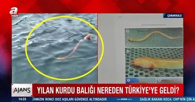 Türkiye’de ilk defa görüntülendi! Çanakkale Boğazı’nda görenleri şaşkına çeviren  ’Yılan kurdu balığı’ kamerada... | Video