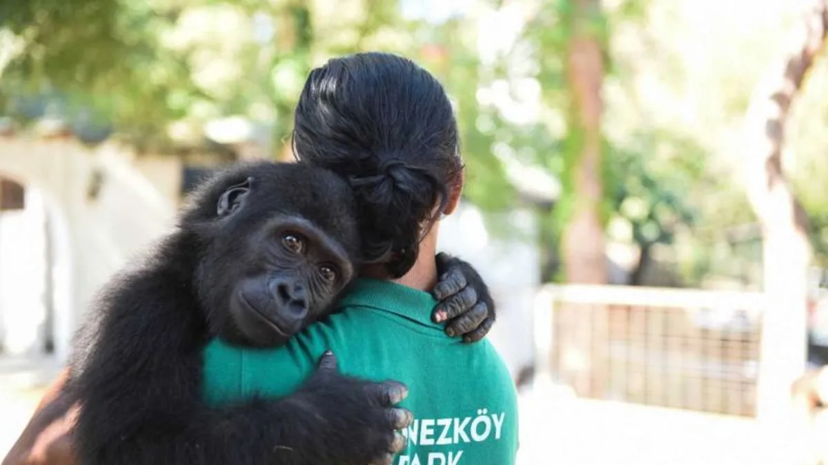 Sevindiren haber geldi! Yavru goril "Zeytin" Türki…
