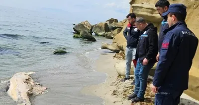 Tekirdağ’da sahile vuran ölü yunus incelendi #tekirdag