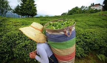 ÇAYKUR, 2022 yılı kampanyasının ilk gününde 13 ton yaş çay aldı #rize