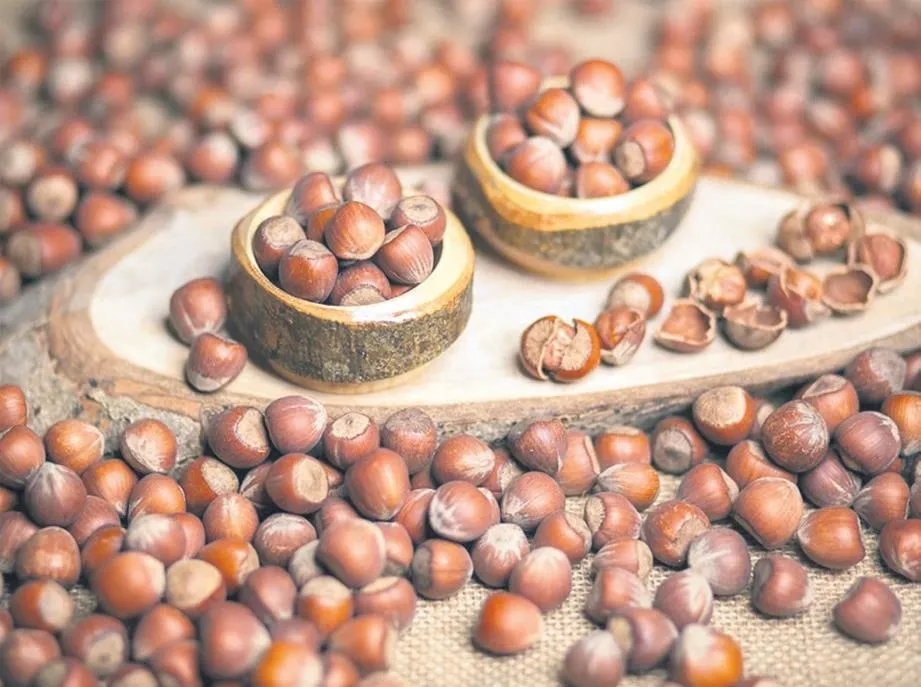 Fındığın hikayesi – İDİL AÇIKALIN