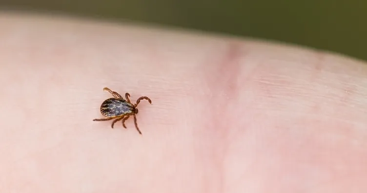 Kenelere karşı erken müdahale uyarısı