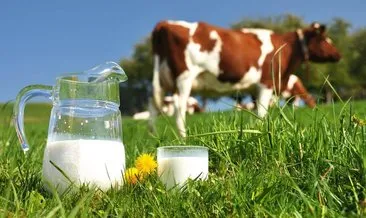 Toplanan inek sütü miktarı şubatta yıllık bazda yüzde 0,5 artarak 793 bin 384 ton oldu