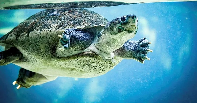 Eti, kemiği ve kabuğu için 30 yılda 1.1 milyon deniz kaplumbağası öldürüldü