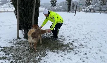 Sokak hayvanlarını yalnız bırakmadılar...Trafik polisleri sokak köpeklerini böyle besledi