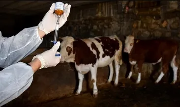 Almanya’da hastalık alarmı: Hayvanlarda şap tespit edildi