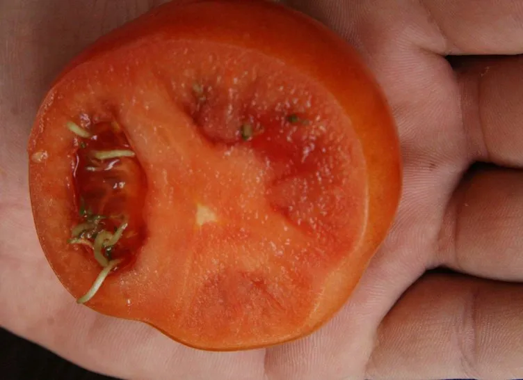 Hormonlu çilek ve domates erken ergenlik sebebi!
