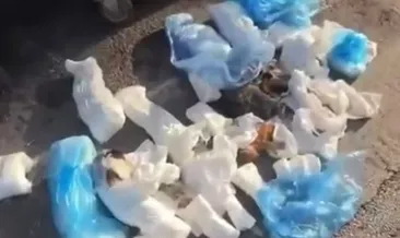 İzmir’de kedi vahşeti: Kan donduran görüntüye soruşturma! Dikkat çeken hasta bezi detayı...