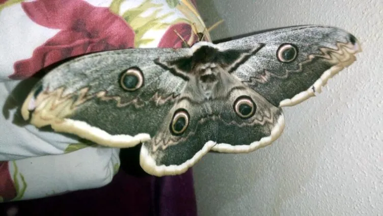 Osmaniye’de görülen 16 santimetrelik tavus kelebeği, şaşkına çevirdi