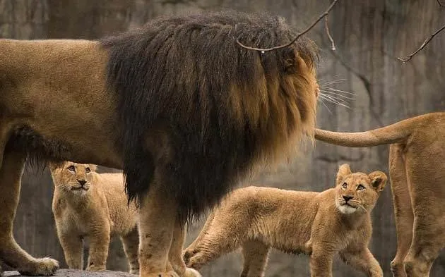Aslan yavrularının babalarıyla ilk buluşması