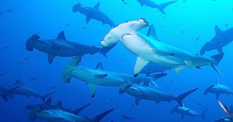 Hawaii’de 100 köpek balığı yavrusu ölü bulundu