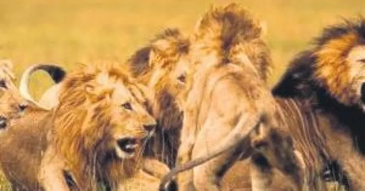 Tanzanya’da aslanlar üç çocuğu öldürdü