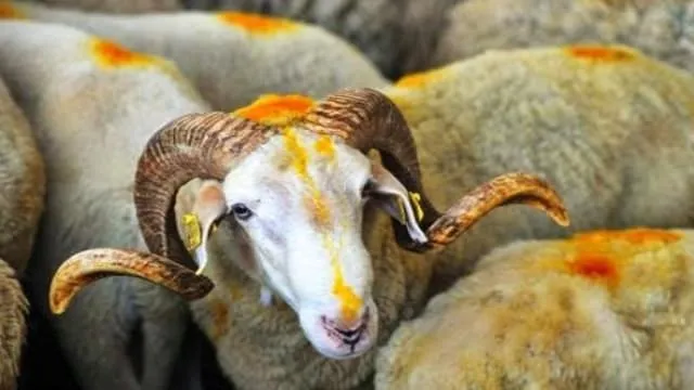 kurban ibadeti ile ilgili bilmek