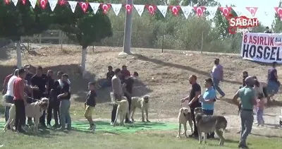 8 asırlık etkinliğin ilk gününde çoban köpekleri boy gösterdi | Video