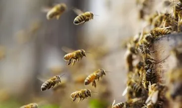 Toplu arı ölümlerine neden oluyor! İnsanlığı bekleyen büyük tehlike...