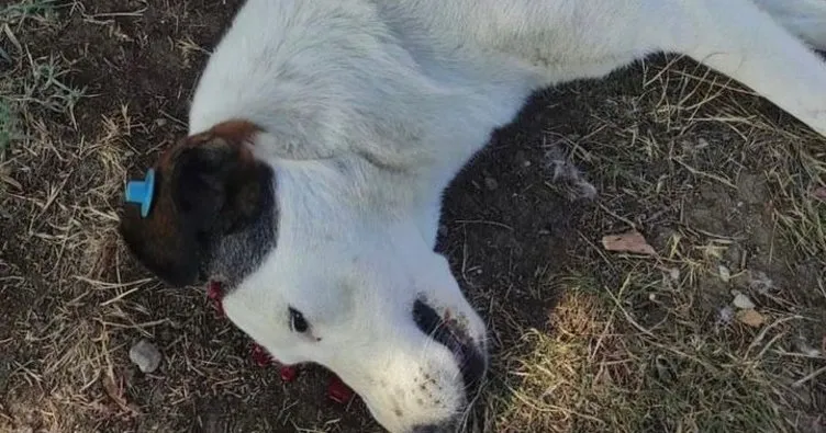 Kocaeli’de sokak köpeği, başından vurulmuş halde bulundu