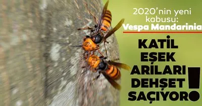 Corona virüsünden sonra katil arılar dehşet saçıyor! 2020’nin yeni kabusu: Vespa Mandarinia
