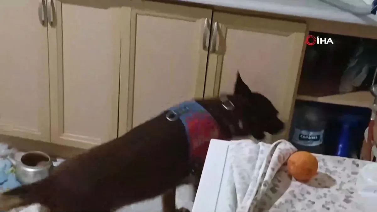 Aksaray’da patisiyle uyuşturucuların yerini gösteren narkotik köpeği ‘Yalman’ kamerada | Video videosunu izle Aksaray’da patisiyle uyuşturucuların yerini gösteren narkotik köpeği ‘Yalman’ kamerada | Video videosunu izle