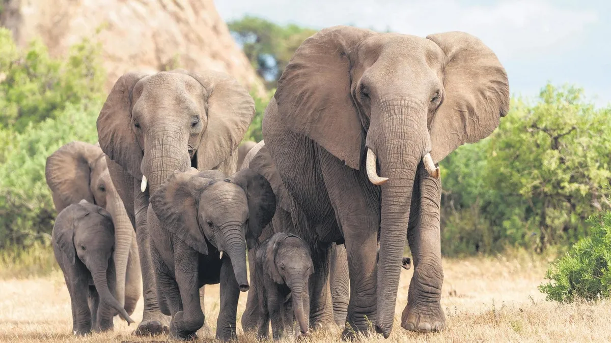 Filler birbirlerine isimleriyle sesleniyorisimleriyle – Son Dakika Haberler Filler birbirlerine isimleriyle sesleniyorisimleriyle – Son Dakika Haberler