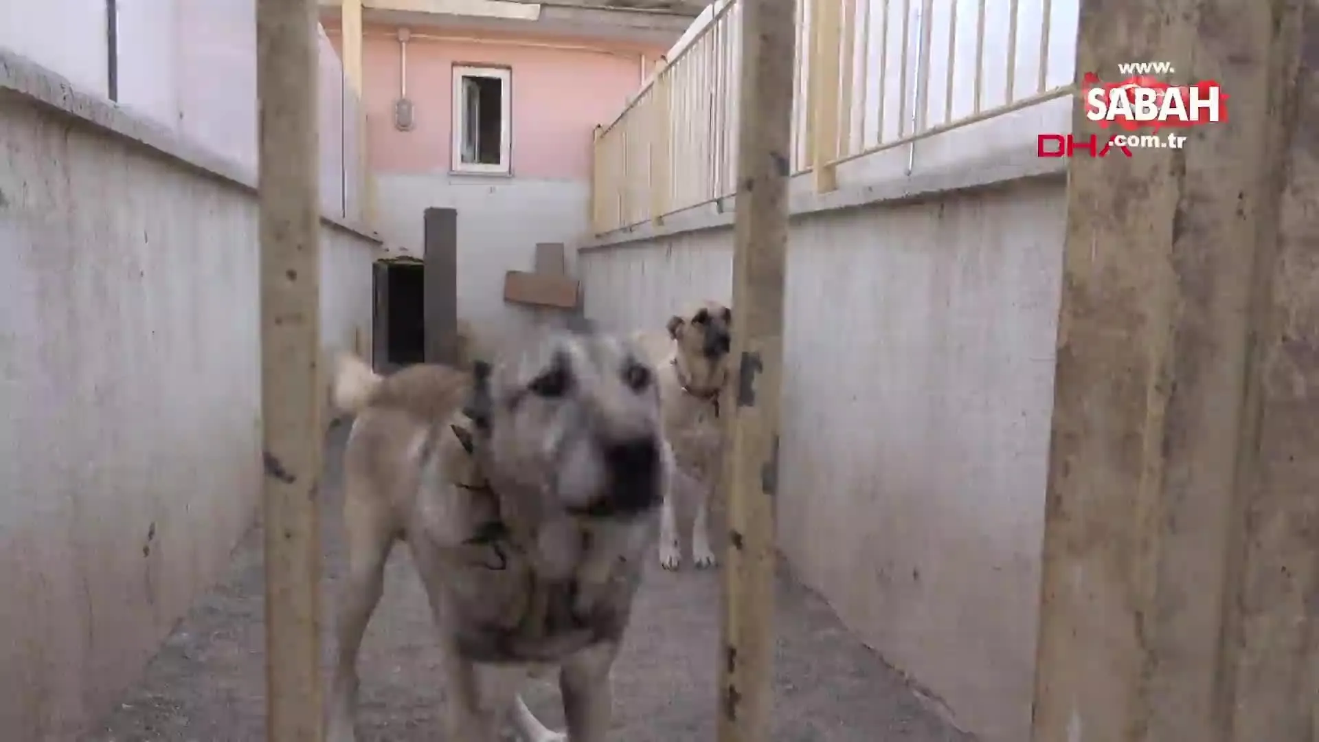 turistlerden kangal a buyuk ilgi videosunu izle son dakika haberleri