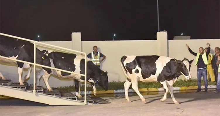 Katar’a ilk parti inekler ulaştı!