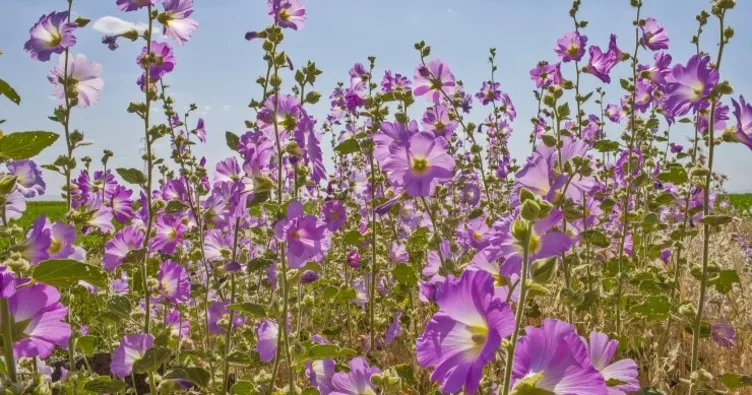 Diyarbakır’da hatmi çiçeği bolluğu