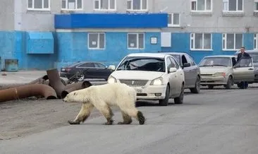 Sibirya’da 40 yıl sonra bir ilk! Aç ve bitkin kutup ayısı şehre indi