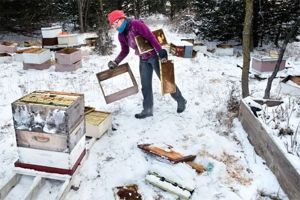 İki çocuk, 500 bin arının ölümüne yol açmaktan gözaltına alındı!