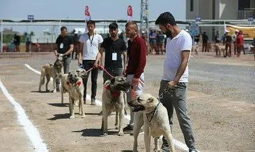 Anadolu çoban köpekleri bu kez güzellikte yarıştı #nevsehir