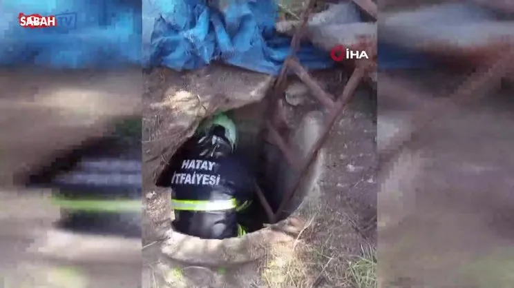 Anne köpeğin kuyuya düşen yavrularına kavuşması yürekleri ısıttı | Video