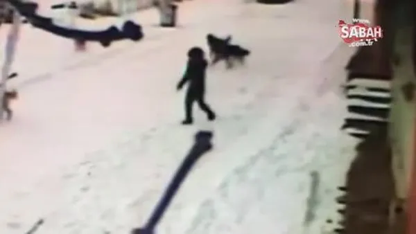 Kars'ta dehşet anları kamerada! Köpekler çocuğa böyle saldırdı | Video