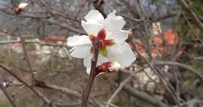 Marmaris’te bademler çiçek açtı