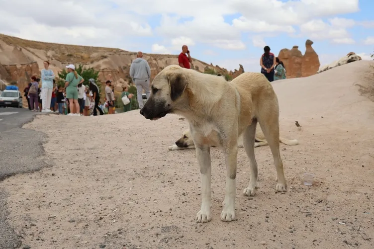 Kapadokya’da korku dolu anlar: Sokak köpekleri Avustralya’lı turiste saldırdı!