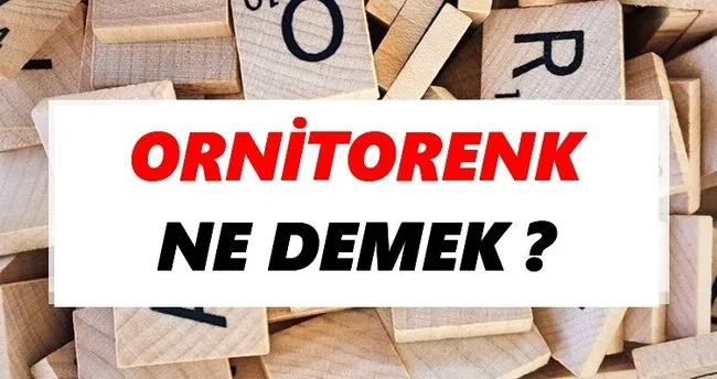 Ornitorenk Ne Demek? TDK’ya Göre Ornitorenk Sözlük Anlamı Nedir?