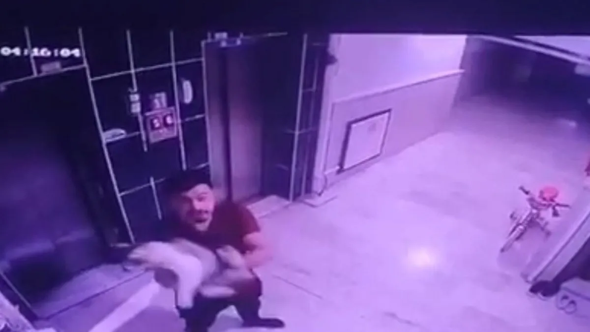 Hamile kediyi önce kameralara gösterdi ardından yere fırlattı