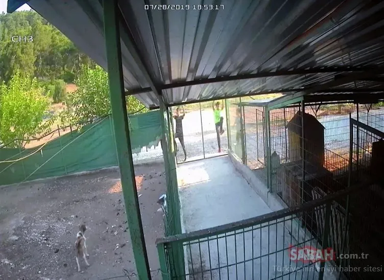 Barınağa giren hırsızlar pitbull cinsi köpekleri çalıp kaçtı