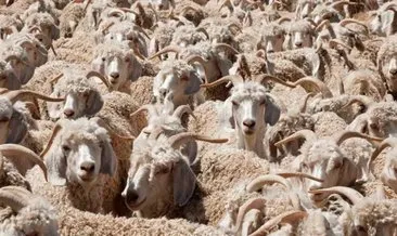 Koyunların arasındaki kurdu 10 saniyede fark edebilir misiniz?