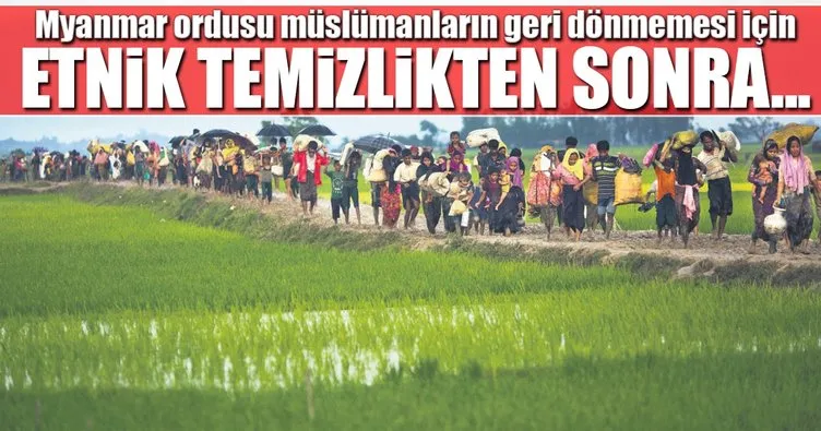 Arakanlıların mahsullerini topluyorlar