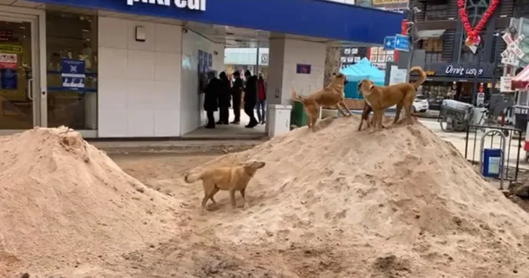 İzmit Belediyesini fena ‘ti’ ye aldılar