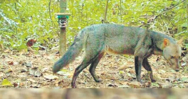 Hayalet köpek Amazon’da