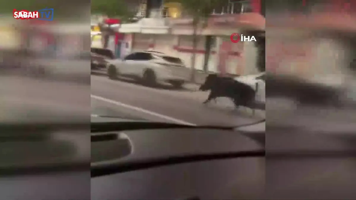 Batman’da domuz dehşeti kamerada: Yayaya çarpıp yaraladı, trafiğin altını üstüne getirdi! | Video videosunu izle Batman’da domuz dehşeti kamerada: Yayaya çarpıp yaraladı, trafiğin altını üstüne getirdi! | Video videosunu izle